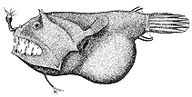 Image of Linophryne indica (Headlight angler)