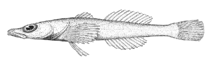 Image of Limnocottus pallidus 