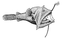 Image of Linophryne racemifera 