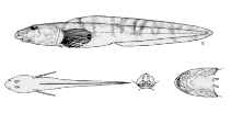 Image of Lycodes jugoricus (Shulupaoluk)