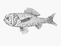 Image of Melamphaes eulepis 