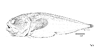 Image of Melodichthys hadrocephalus 