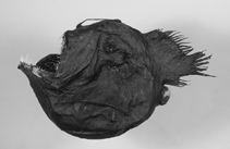 Image of Melanocetus johnsonii (Humpback anglerfish)