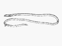Image of Moringua javanica (Java spaghetti eel)