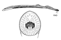 Image of Mordacia mordax (Shorthead lamprey)