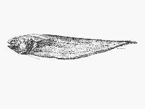 Image of Monomitopus nigripinnis 