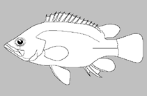 Image of Afronandus sheljuzhkoi (Fourspine leaffish)