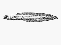 Image of Natalichthys leptus (Pencil snakelet)