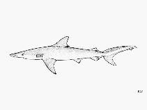 Image of Nasolamia velox (Whitenose shark)