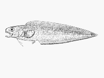 Image of Neobythites analis (Black-edged cusk-eel)