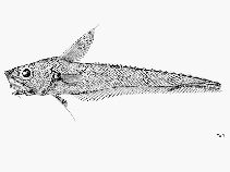 Image of Nezumia sclerorhynchus (Roughtip grenadier)