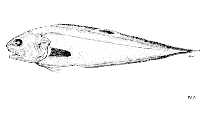 Image of Neobythites stefanovi (Dark fin cusk eel)