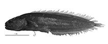 Image of Nielsenichthys pullus (Nusa penida viviparous brotula)