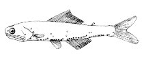 Image of Notoscopelus japonicus (Japanese lanternfish)