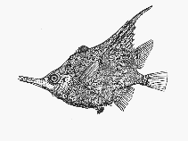 Image of Notopogon xenosoma (Longspine bellowfish)