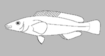 Image of Siphonognathus beddomei (Pencil weed whiting)