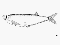Image of Opisthopterus effulgens (Vaqueira longfin herring)