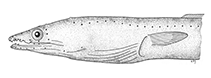 Image of Ophichthus longipenis (Slender snake eel)