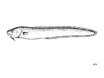 Image of Ophidion rochei 