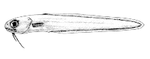 Image of Ophidion selenops (Mooneye cusk-eel)