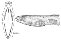 Image of Ophichthus tetratrema 