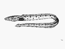 Image of Ophichthus triserialis (Pacific snake eel)