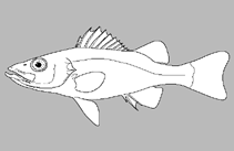 Image of Percichthys chilensis 