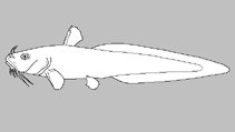 Image of Neosilurus pseudospinosus (False-spined catfish)