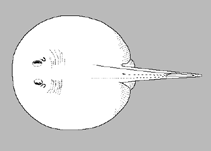 Image of Plesiotrygon iwamae (Long-tailed river stingray)