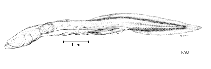 Image of Parasciadonus brevibrachium 
