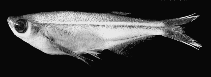 Image of Parachela oxygastroides (Glass fish)