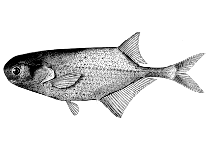 Image of Petrocephalus microphthalmus 