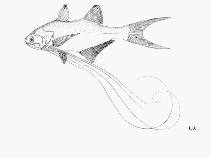 Image of Pentanemus quinquarius (Royal threadfin)