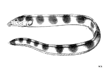 Image of Pisodonophis semicinctus (Saddled snake eel)