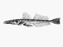 Image of Platycephalus conatus (Deepwater flathead)