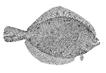 Image of Pleuronectes quadrituberculatus (Alaska plaice)