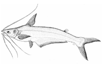 Image of Platytropius siamensis 