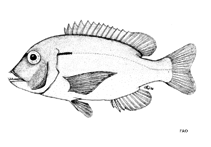 Image of Porcostoma dentata (Dane seabream)