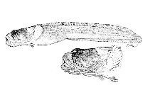 Image of Pogonolycus marinae 
