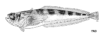 Image of Porichthys pauciradiatus 