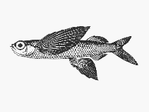 Image of Prognichthys brevipinnis (Shortfin flyingfish)