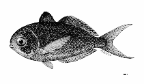 Image of Psenes arafurensis (Banded driftfish)