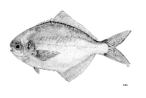 Image of Psenopsis humerosa (Blackspot butterfish)