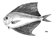 Image of Pterycombus petersii (Prickly fanfish)