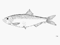 Image of Ramnogaster melanostoma (Uruguay river sprat)