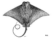 Image of Rhinoptera javanica (Flapnose ray)