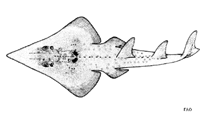 Image of Rhynchobatus luebberti (African wedgefish)