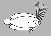 Image of Samaris macrolepis (Large-scale crested righteye flounder)