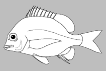 Image of Acanthopagrus vagus (Wandering seabream)