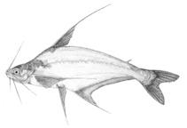 Image of Schilbe banguelensis (Golden barbel)